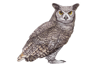 Hand-drawn illustration of Owl. Wild Bird. 