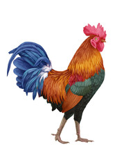 Hand-drawn illustration of Rooster. Colorful Bird. 