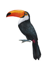 Hand-drawn illustration of Toucan. Tropical Bird. 