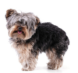 Young Yorkshire terrier isolated