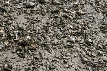 Wet Mass of Seashells Washed Ashore