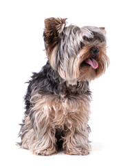 Young Yorkshire terrier isolated