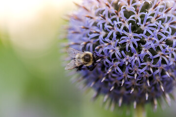 Close up of bumble pee on a purple allium flower head during early spring season.