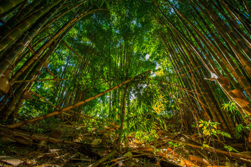 Bamboo forest. Nature and environment.