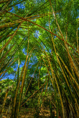 Bamboo forest. Nature and environment.