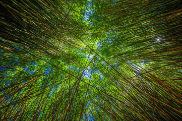 Bamboo forest. Nature and environment.