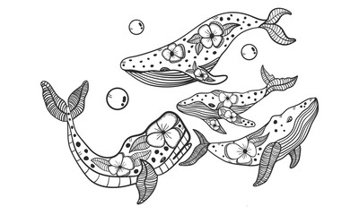 Group of Whales swimming