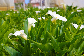 White Calla flowers in botanical garden
