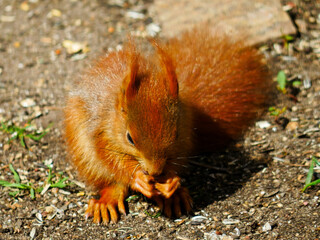 Eichhörnchen frisst Vogelfutter