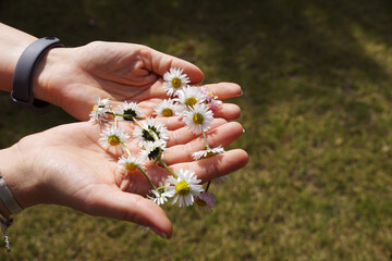 Head wreath made of daisy flowers. Female hand and flowers.