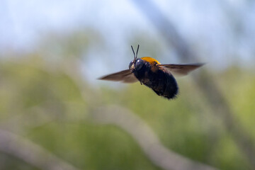 Carpenter bee hovering
