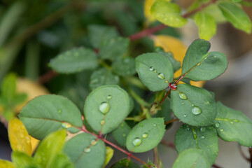 harvesting the ripe fruits of grandmother's garden