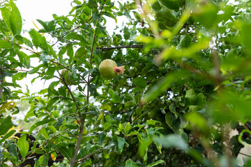 harvesting the ripe fruits of grandmother's garden