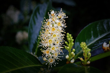 Prunus laurocerasus L. Inflorescences of cherry laurel with buds and opened flowers