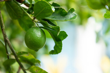 preparing ripe lemons for sale