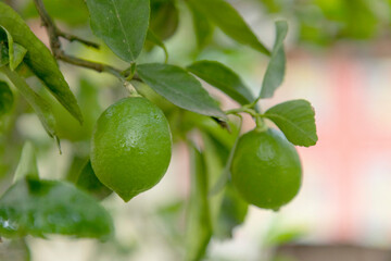 preparing ripe lemons for sale