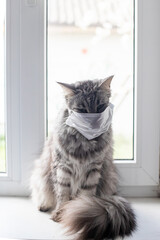 cat in medical mask on window. Self-isolation with animals. Human-to-cat coronavirus transmission. Sick animal in Protective antiviral mask. COVID-19, Coronavirus, hantavirus concept.