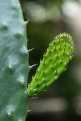 harvesting the ripe fruits of grandmother's garden