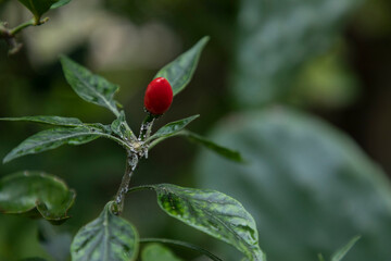 harvesting the ripe fruits of grandmother's garden