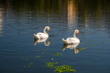 Swans on the lake 