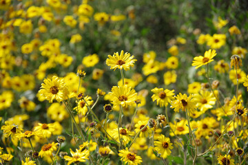 Yellow golden marguerite daisies in a natural outdoor environment