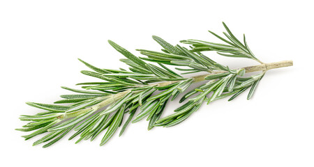 Fototapeta premium one sprig of fresh rosemary on isolated white background