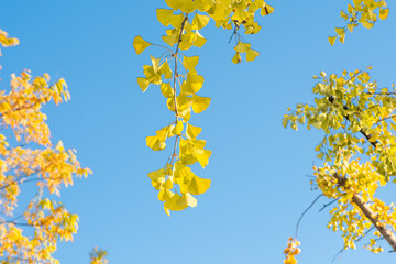 ginkgo yellow leaves under a blue sky.Autumn season background concept.