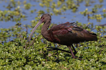 White-Faced Ibis Walking Through the Marsh