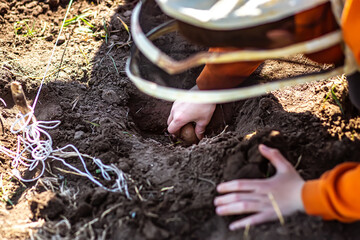 farmer bent over hole in soil prepared for planting potatoes. hand planting Solanum tuberosum tuber into ground