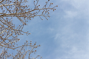 Obraz premium branches with spring bud pussy willows against blue sky