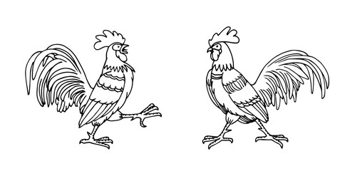 Fototapeta na wymiar a pair of combat roosters, farm birds, vector illustration with black ink contour lines isolated on a white background in doodle and hand drawn style