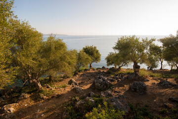 View on a typical coastal landscape at the Mediterranean Sea in Pleoponnese in South Greece with Olive (Olea europaea) trees