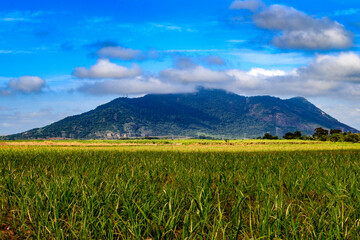 Sugarcane and Itaóca hill in the background.	