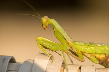 European Praying Mantis (Mantis religiosa) female covered with dew drops portrait