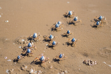 Crabs on the sand