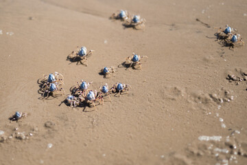 Obraz premium Crabs on the sand