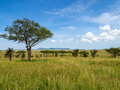 Serengeti National Park, Tanzania, Africa - February 29, 2020: Tree in grassland of the Serengeti