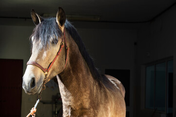 portrait of buckskin  young Andalusian stallion posing near veterinary box. Andalusia, Spain.  sunny day