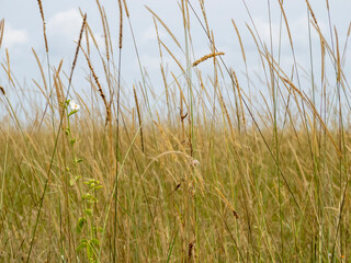 Serengeti National Park, Tanzania, Africa - February 29, 2020: Close up detail of tall serengeti grass