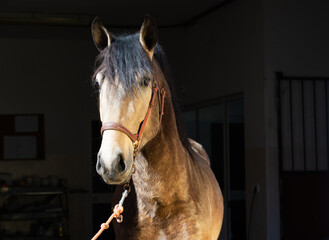 portrait of buckskin  young Andalusian stallion posing near veterinary box. Andalusia, Spain.  sunny day