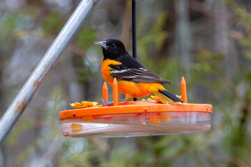 Male Baltimore oriole on an orange bird feeder - Bright orange bird - Presqu'ile Provincial Park in Brighton, Ontario, Canada