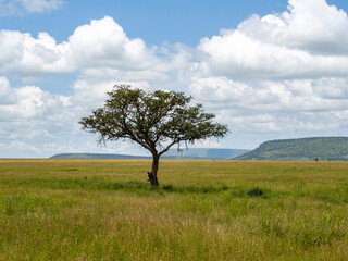 Serengeti National Park, Tanzania, Africa - February 29, 2020: Leopard resting on branch of tree on Safari
