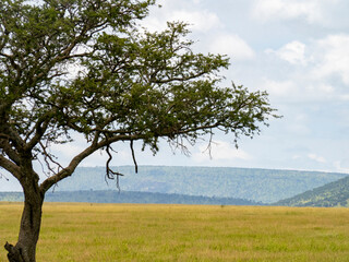 Serengeti National Park, Tanzania, Africa - February 29, 2020: Leopard resting on branch of tree on Safari