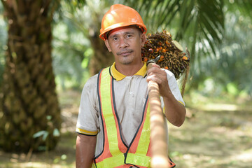 Asian farmer palm oil lifting oil palm fruit wearing safety helmet and work vest