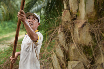 Senior traditional asian palm oil farmer pruning palm oil fronds and harvesting palm oil fruit with...