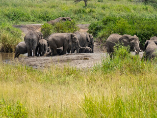 Serengeti National Park, Tanzania, Africa - February 29, 2020: Family of elephants playing along stream in Serengeti National Park