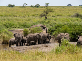 Obraz premium Serengeti National Park, Tanzania, Africa - February 29, 2020: Family of elephants playing along stream in Serengeti National Park