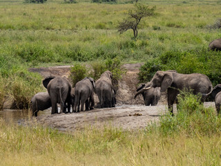 Fototapeta na wymiar Serengeti National Park, Tanzania, Africa - February 29, 2020: Family of elephants playing along stream in Serengeti National Park