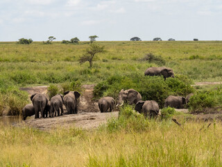 Serengeti National Park, Tanzania, Africa - February 29, 2020: Family of elephants playing along stream in Serengeti National Park