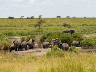 Naklejka na ściany i meble Serengeti National Park, Tanzania, Africa - February 29, 2020: Family of elephants playing along stream in Serengeti National Park